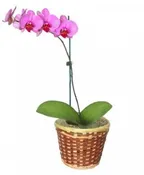 POTTED ORCHID PLANT
