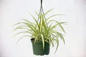 10″ Spider Plant Hanging Basket