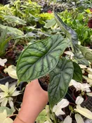 Alocasia Dragon Scale - Exotic Tropical Beauty | Rare Houseplant