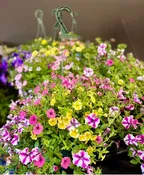 ASSORTED HANGING BASKETS