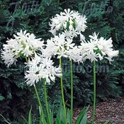 Agapanthus 'Getty White'