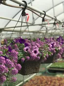 10" ANNUAL COMBINATION HANGING BASKET