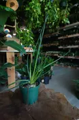 Albuca Frizzle Sizzle 4"