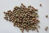 4010 Forage Peas