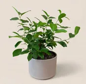 Seminole Florist Ficus Bonsai Tree