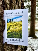 Rose Creek ERIOGONUM HERACLEOIDES, Wyeth Buckwheat Seeds