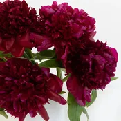 Burgundy Red Charm Peonies for Mothers Day