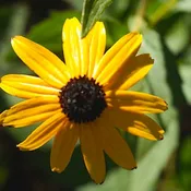 Black-Eyed Susan