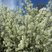 Amelanchier canadensis 'Glenn Form' ~ Rainbow Pillar Serviceberry