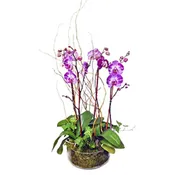 Dancing Purple Orchids By Newport Florist NF226