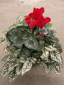 10″ Cyclamen Splash Bowl