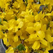 Show Off® Sugar Baby® Forsythia