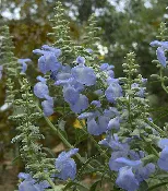 Azure Blue Sage – Salvia Azurea (1 GAL)