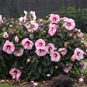 SUMMERIFIC® Cherry Choco Latte Hardy Hibiscus