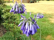 Agapanthus 'Ice Cascade'