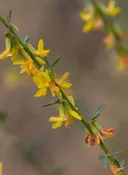 Acmispon glaber - Deerweed (Seed)