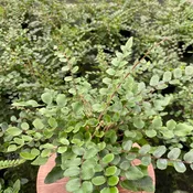 Button Fern (4" Pot) (Pellaea rotundifolia)