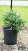 Abies koreana 'Gait' Korean Fir Grafted on Abies firma