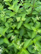 Hydrangea paniculata 'Zinfin Doll'