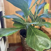 Fiddle Leaf Fig 8"