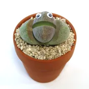 Johny Lithops Cactus Pal ‘Living Cactus Doll with Googly Eyes’