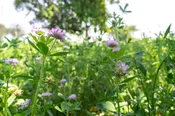 Berseem Clover