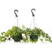 2 English Ivy Variety Pack - 6" Hanging Pot