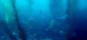 One tank guided dive La Jolla Cove Ecological Reserve