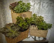 ASSORTED SUCCULENT
