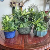 Ceramic Dish Gardens