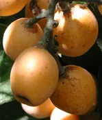 Gold Nugget Loquat Tree Seedling