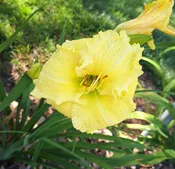Brocaded Gown — Hillsdale Lily Garden