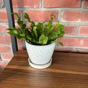 4.5" White Gray Fern Pot W/ Attached Saucer