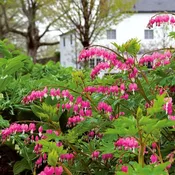 15 Old Fashioned Perennial Favorites