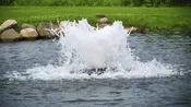 Boilermaker for Large, Commercial Ponds