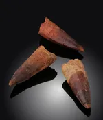1-1/2"+ Spinosaur Teeth