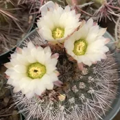 Acanthocalycium sp  (P91) #6.34