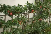 3 Tier Espaliered Combination Apple Tree #1