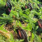 Achillea millefolium 'Oertel's Rose' (Yarrow)