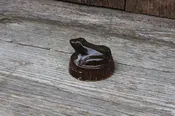 Paperweight Frog