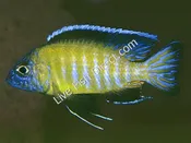 Flavescent Peacock Cichlid