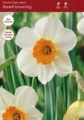 Narcissus Barrett Browning