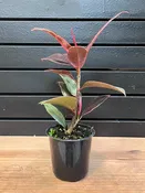Ficus Elastica Ruby 4” Pot — YELO APLE