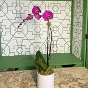 Single Purple Phalaenopsis Orchids