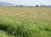 Dry Land Pasture Mix