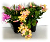 4″ Zygo “Christmas” Cactus