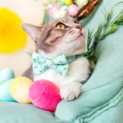Bow Tie Cat Collar Set - "Bunnies & Carrots Blue" - Light Aqua Bunny Cat Collar w/ Matching Bowtie / Easter / Cat, Kitten, Small Dog Sizes