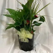 Green Plant