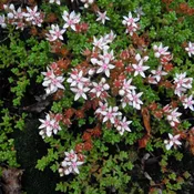 Angel Sedum