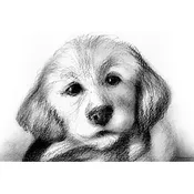 3/13/2022 Learn to Sketch Art Lesson: Adorable Puppy @11AM(PST)
